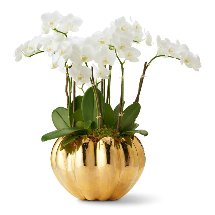 AERIN Mirabelle Cachepot Gold AERIN PreStyled Sets