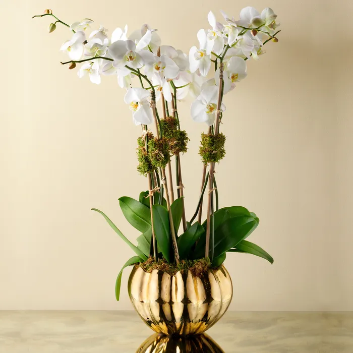 AERIN Mirabelle Cachepot Gold AERIN PreStyled Sets